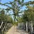 Prunus Accolade Pink Cherry 2.5-3 m buy online UK.