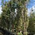 Prunus Amanogawa Japanese Flowering Cherry  4-4.50 m buy online UK.