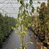 prunamano 1.75-2 m buy online UK.