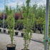 prunamano 1.75-2 m buy online UK.
