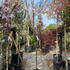 prunamano 2-2.25 m buy online UK.