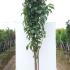prunamano 2.5-3 m buy online UK.