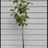 Prunus Avium Annabella Sweet Cherry 1.25-1.5 m buy online UK.