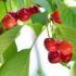 Prunus Avium Bigarreau Napoléon Sweet Cherry - sweet tangy eating cherries