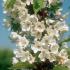 White spring blossom of Prunus Avium Early Rivers Sweet Cherry 