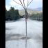 Prunus Avium Early Rivers Sweet Cherry 1.25-1.5 m buy online UK.