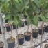 Prunus Avium Lapins Sweet Cherry 1.25-1.5 m buy online UK.