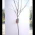 Prunus Avium Merton Premier Sweet Cherry 1.5-1.75 m buy online UK.