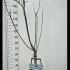 Prunus Avium Regina Sweet Cherry 1.3-1.5 m buy online UK.