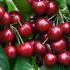 Prunus Avium Sunburst Sweet Cherry, is a self-fertile cherry with large, sweet, very dark red fruit in mid-summer, white spring blossom and good autumn colour