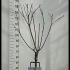Prunus Avium Sunburst Sweet Cherry 1.3-1.5 m buy online UK.