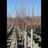 Prunus Avium Sunburst Sweet Cherry 2.5-3 m buy online UK.