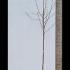 Prunus Avium Sweetheart Cherry 3-3.5 m buy online UK.