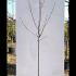 Prunus Avium Sweetheart Cherry 1.6-1.8 m buy online UK.