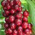 Prunus Avium Sweetheart Sweet Cherry, late fruiting cherry with dark red fruits with a good flavour