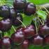 Prunus Avium Venus Sweet Cherry produces very dark red cherries 