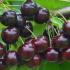 Prunus Avium Venus Sweet Cherry produces very dark red cherries 