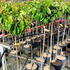 pavv 1.5-1.75 m buy online UK.