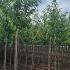 Prunus Avium - Wild Cherry 5-5.5 m buy online UK.