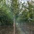 Prunus Avium - Wild Cherry 3-3.5 m buy online UK.