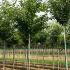 Prunus Avium - Wild Cherry 3.5-4 m buy online UK.