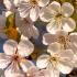 Prunus Avium. Wild Cherry Tree for sale as bare root trees at our London plant centre, UK