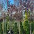 Prunus Cerasifera Nigra - Cherry Plum Tree 4.5-5 m buy online UK.