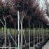 Prunus Cerasifera Nigra - Cherry Plum Tree 3-3.5 m buy online UK.