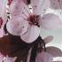 Prunus Cerasifera Nigra, also known as Cherry Plum Tree or Myrobalan is for sale at Paramount, specialist tree nursery, UK