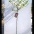 Prunus Domestica Early Laxton Plum 1.25-1.5 m buy online UK.