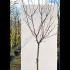 Prunus Domestica Early Prolific Plum 1.6-1.8 m buy online UK.