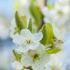 Prunus Domestica Early Prolific Plum, produces white blossom and a heavy crop of small, round blue plums very suitable for making jam.