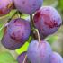 Prunus Domestica Excalibur Plum tree produces large plums that ripen at the end of August.