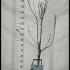 Prunus Domestica Opal Plum Tree 1.3-1.5 m buy online UK.
