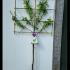 Prunus Domestica Reine Claude Verte Plum 2.1-2.2 m buy online UK.