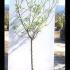 Prunus Domestica Valor Plum Tree 1.6-1.8 m buy online UK.