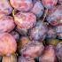 Prunus Domestica Valor Plum Tree, a good late season dual purpose plum with good flavour and reliable crop. 