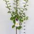 Prunus Domestica Victoria Plum Tree 1.2-1.5 m buy online UK.