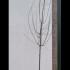 Prunus Domestica Victoria Plum Tree 3.5-4 m buy online UK.