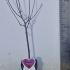 Prunus Domestica Victoria Plum Tree 80-100 cm buy online UK.