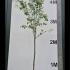Prunus Domestica Victoria Plum Tree 3.5-4 m buy online UK.