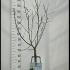 Prunus Domestica Victoria Plum Tree 1.3-1.5 m buy online UK.