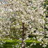 Prunus Eminens Umbraculifera commonly known as Globe Cherry - small dark green leaves & profuse white blossom in spring