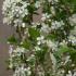 Prunus Eminens Umbraculifera  - small dark green leaves & profuse white blossom in spring