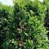 Prunus Laurocerasus Etna shrubs, the perfect hedging for small gardens. Buy online UK delivery