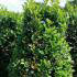 Prunus Laurocerasus Etna shrubs, the perfect hedging for small gardens. Buy online UK delivery 