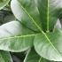 Prunus Laurocerasus Etna is a dense, evergreen shrub with dark green, glossy leaves and a compact growth habit, making it an excellent choice for creating a solid, low-maintenance hedge.