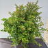 piknm 1-1.25 m buy online UK.