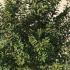 Prunus Incisa Kojo-no-mai Cherry 80-100 cm buy online UK.