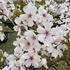 Prunus Incisa The Bride Cherry